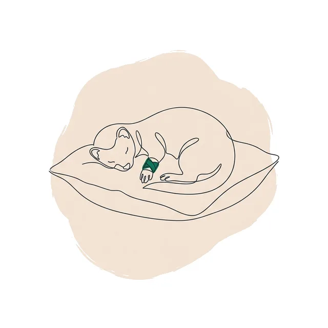Furet couché sur un coussin avec une patte avant bandée